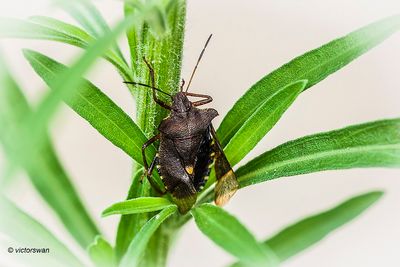 Roodpootschildwants - Pentatoma rufipes .JPG