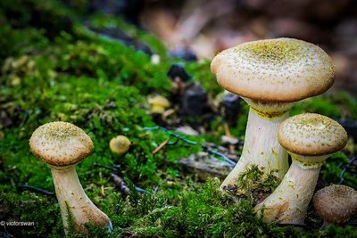 Knolhoningzwam - Armillaria lutea.JPG