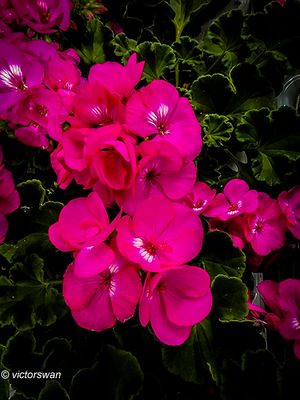 Geranium.JPG