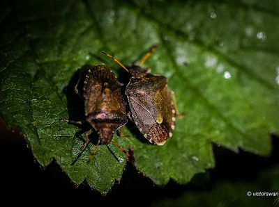 Zuidelijke Schildwants - Peribalus strictus.jpg