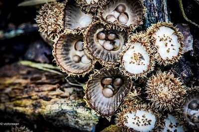 Gestreept Nestzwammetje - Cyathus striatus .JPG