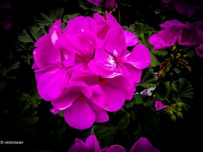 Geranium.JPG