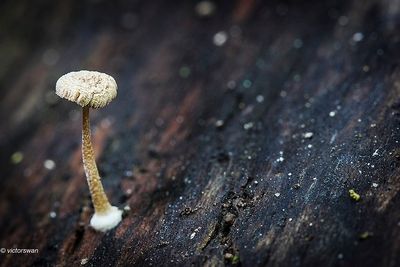 Suikermycena - Mycena adscendens.JPG