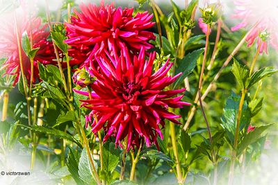 Dahlia-Apache blauw .JPG