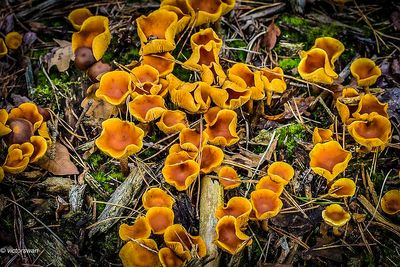 Dennenvlamhoed - Gymnopilus penetrans.JPG