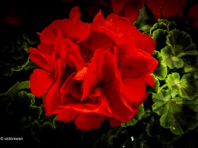 Geranium.JPG