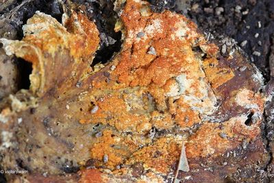 Oranje Zwameter - Hypomyces aurantius .JPG