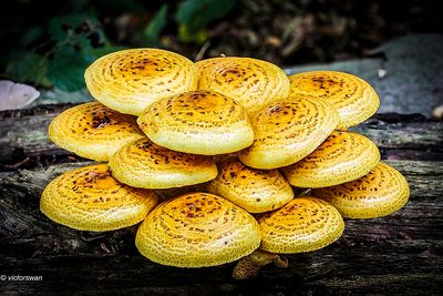 Goudvliesbundelzwam - Pholiota adiposa.JPG