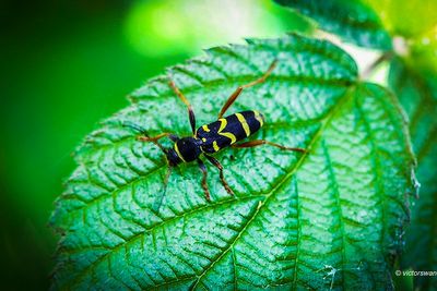 kleine wespenboktor - Clytus arietis.JPG