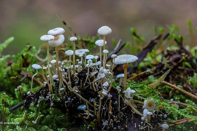 Okerknolcollybia - Collybia cookei.JPG