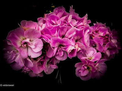 Geranium.JPG