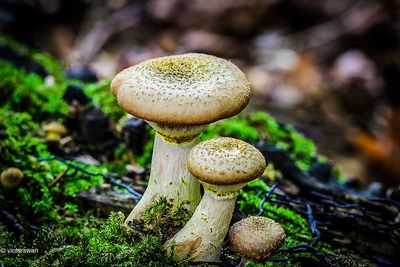 Knolhoningzwam - Armillaria lutea.JPG