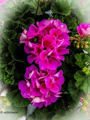 Geranium.JPG