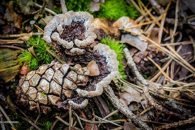 Gewone franjezwam - Thelephora terrestris .JPG