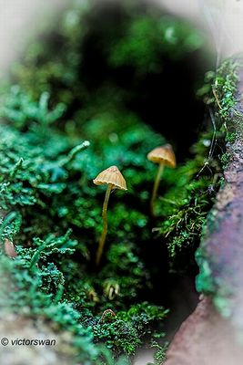 mosklokje - Galerina clavata.JPG