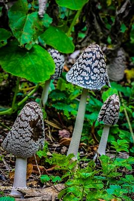 Spechtinktzwam - Coprinopsis picacea.JPG