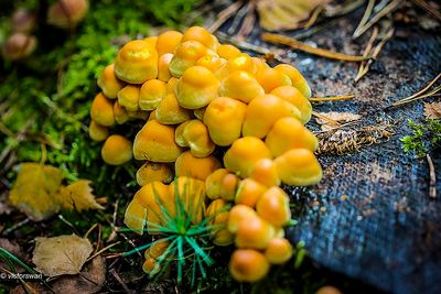 Gewone zwavelkop - Psilocybe fascicularis.JPG