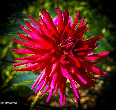 Dahlia-Apache blauw .JPG