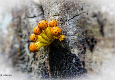 Goudvliesbundelzwam - Pholiota adiposa.JPG
