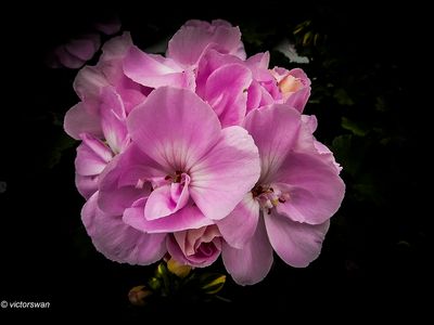 Geranium.JPG