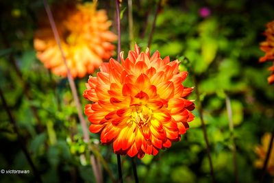 Dahlia-Procyon.JPG
