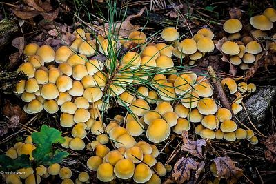 Gewone zwavelkop - Psilocybe fascicularis.JPG