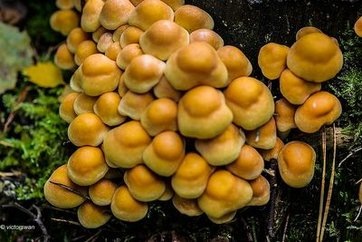 Gewone zwavelkop - Psilocybe fascicularis.JPG