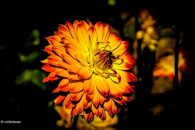 Dahlia-Procyon.JPG