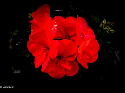 Geranium.JPG