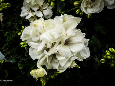 Geranium.JPG