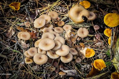 Tweekleurige trechterzwam - Clitocybe metachroa.JPG