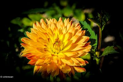 Dahlia-Procyon.JPG