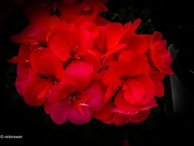 Geranium.JPG