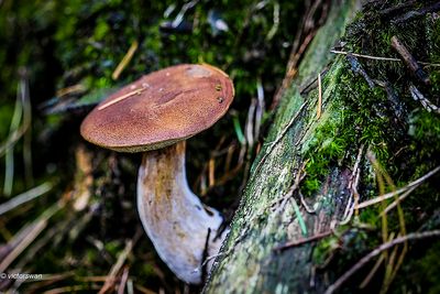 winterhoutzwam - Polyporus brumalis.jpg