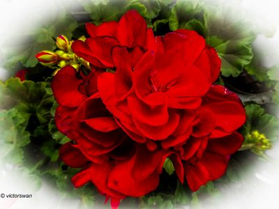 Geranium.JPG