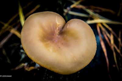 Slanke anijstrechterzwam - Clitocybe fragrans.JPG