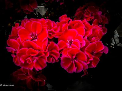 Geranium.JPG