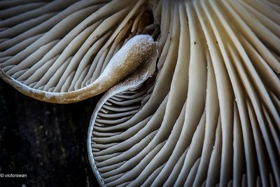 Slanke anijstrechterzwam - Clitocybe fragrans.JPG