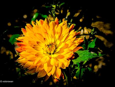 Dahlia-Procyon.JPG