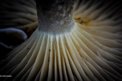 Slanke anijstrechterzwam - Clitocybe fragrans.JPG