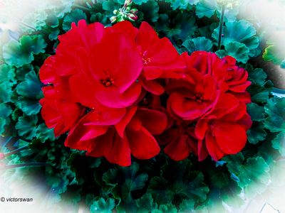 Geranium.JPG