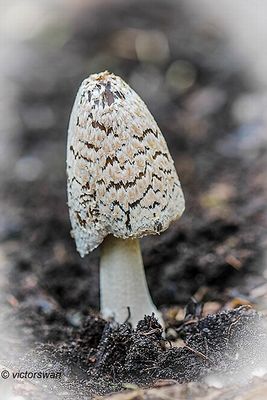 Spechtinktzwam - Coprinopsis picacea.JPG