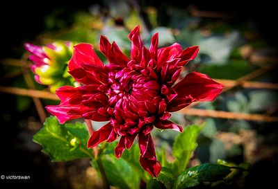 Dahlia-Zorro.JPG