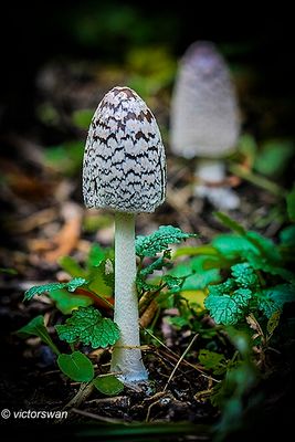 Spechtinktzwam - Coprinopsis picacea.JPG