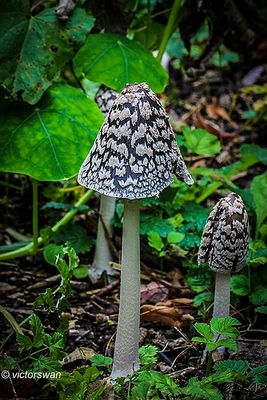 Spechtinktzwam - Coprinopsis picacea.JPG