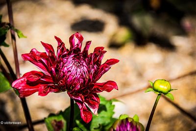 Dahlia-Zorro.JPG