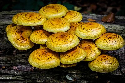Goudvliesbundelzwam - Pholiota adiposa.JPG