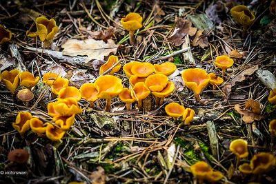 Dennenvlamhoed - Gymnopilus penetrans.JPG