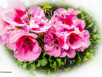 Geranium.JPG