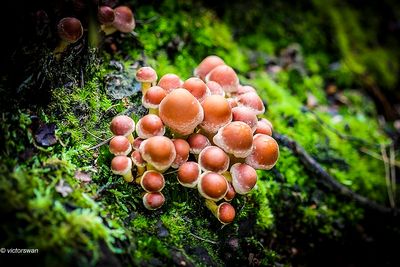 Rode zwavelkop - Hypholoma lateritium.JPG